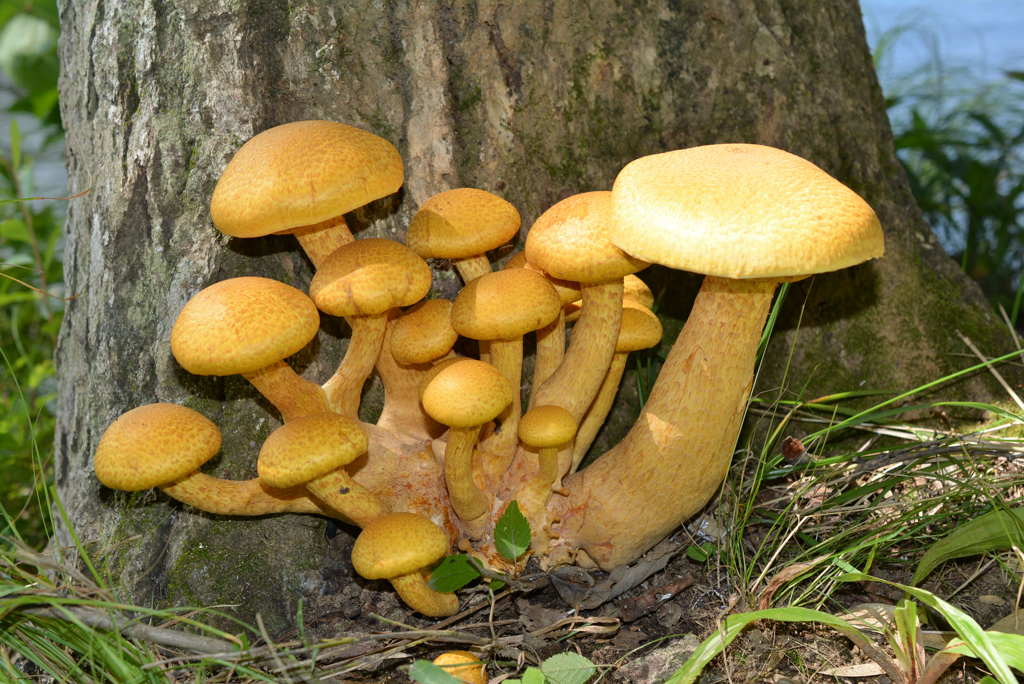 森のオブジェ　　オオワライタケ