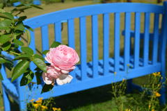 秋薔薇＆青いベンチ