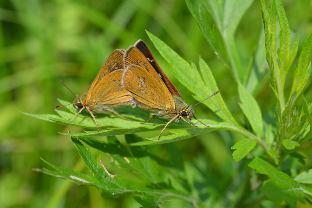 オオチャバネセセリ