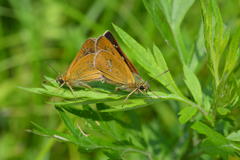 オオチャバネセセリ