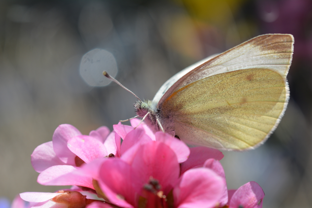 モンシロチョウ