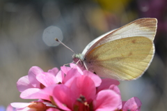 モンシロチョウ
