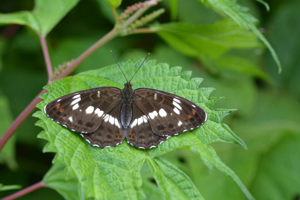 イチモンジチョウ