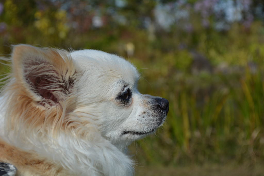 看板犬チェリー