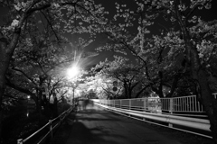 桜並木