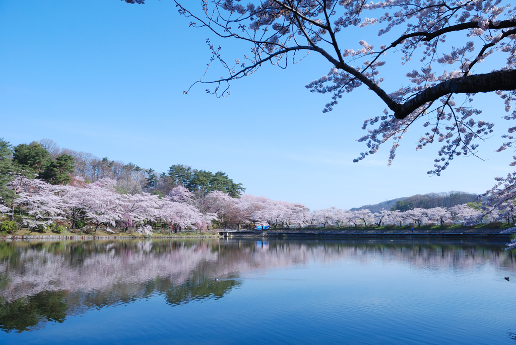 盛岡　高松の池