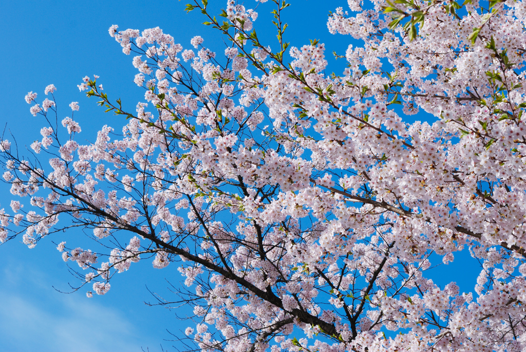 青空と桜色