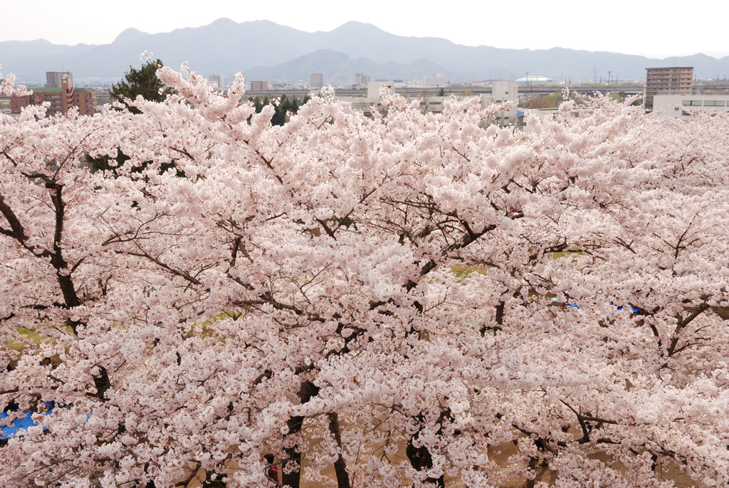 桜色満開
