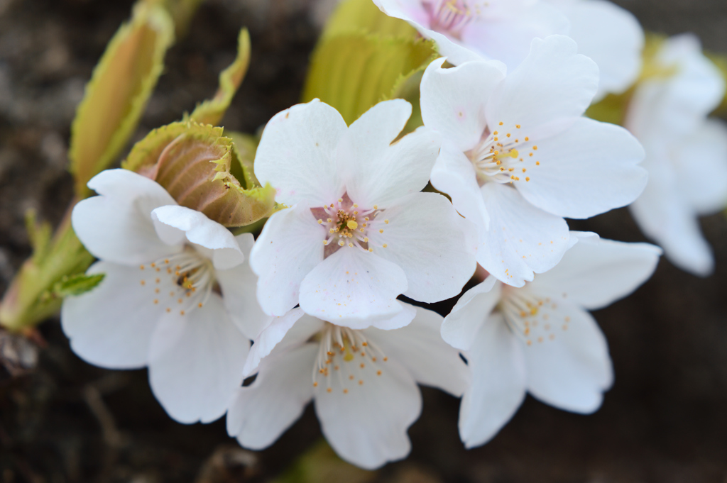 SAKURA　CLOSE‐UP