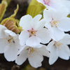 SAKURA　CLOSE‐UP