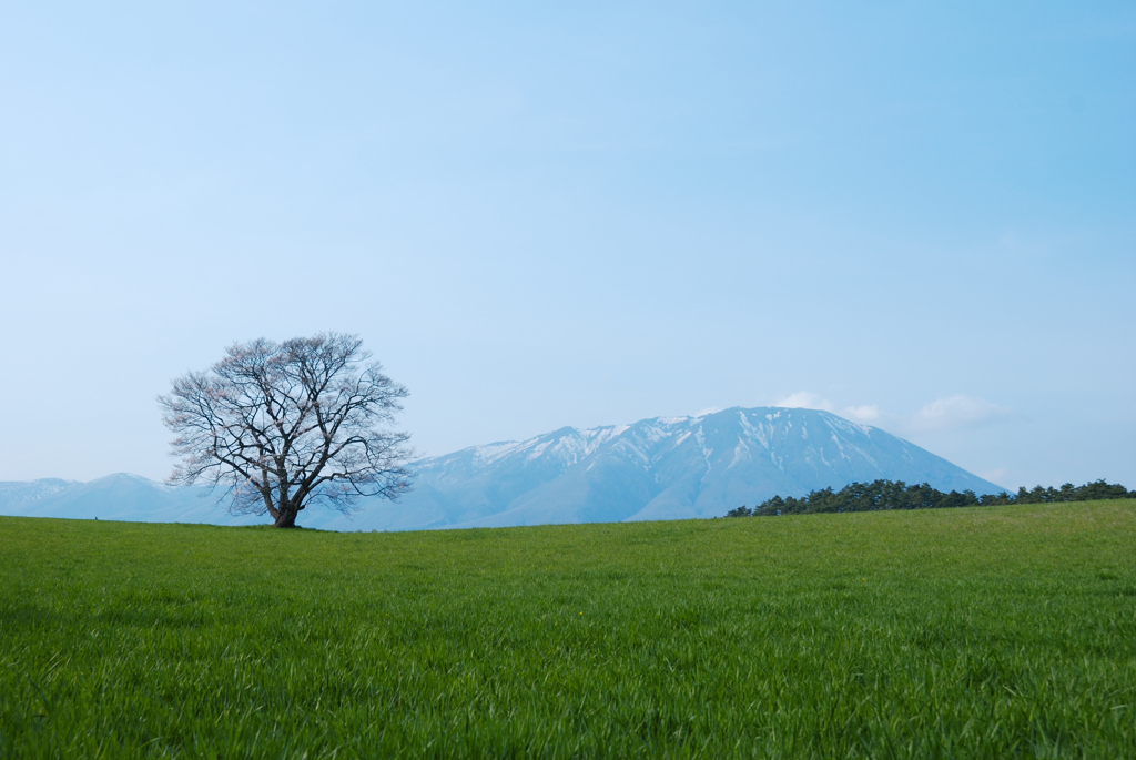 岩手県　小岩井農場　一本桜