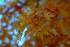 紅葉の葉