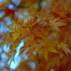 紅葉の葉