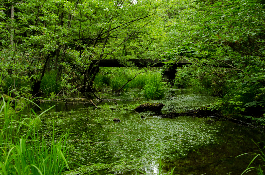 森の石橋