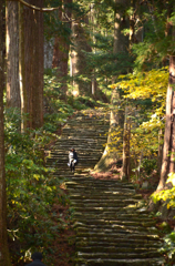 熊野古道　大門坂