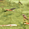 モネの池　鯉集合