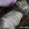 イケメンキジトラ