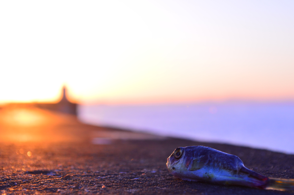 魚の見た夢