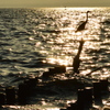 夕陽の中で