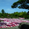牡丹園遊会
