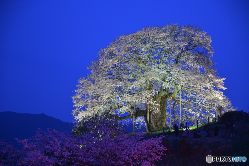 今宵の桜