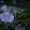 浜昼顔