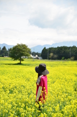 菜の花畑のキミ