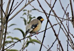 コイカル　別府沼公園