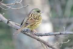 アオジ　別府沼公園