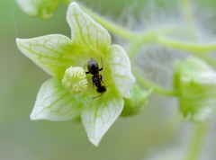 野の花と