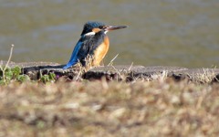 カワセミ　♀