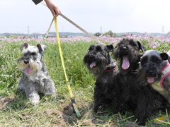 ワンコ家族で蓮華畑で