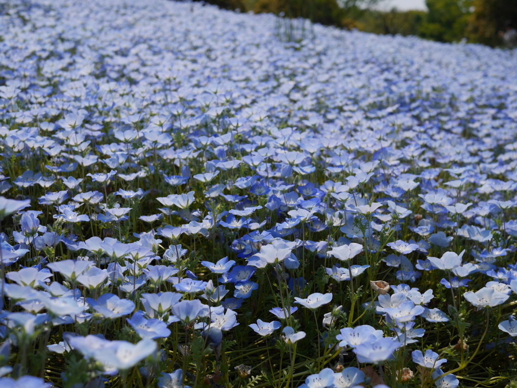 青いジュウタン