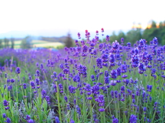 北の夕焼け