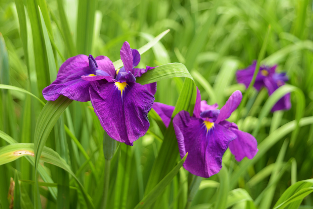菖蒲