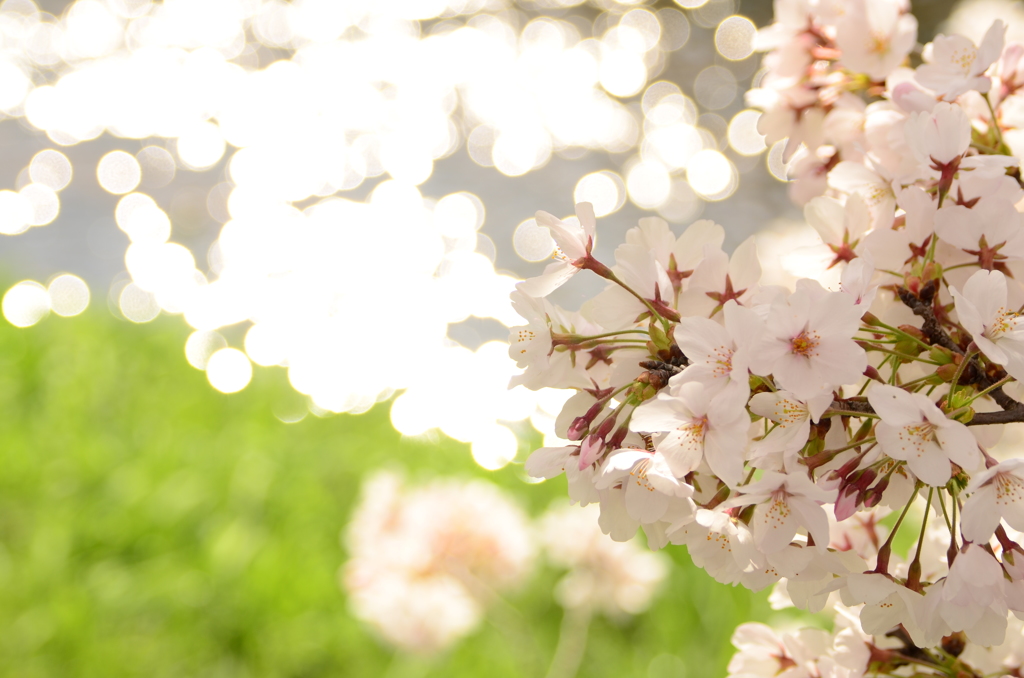 涼し桜