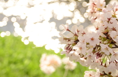 涼し桜