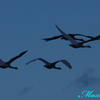 夕暮れの白鳥