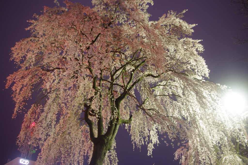 盛岡城跡公園枝垂桜