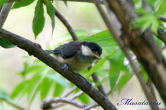 ヤマガラ幼鳥