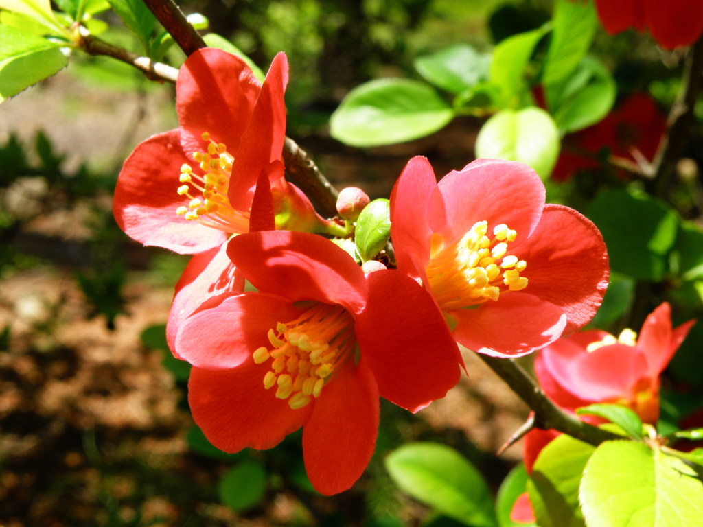 椿の花