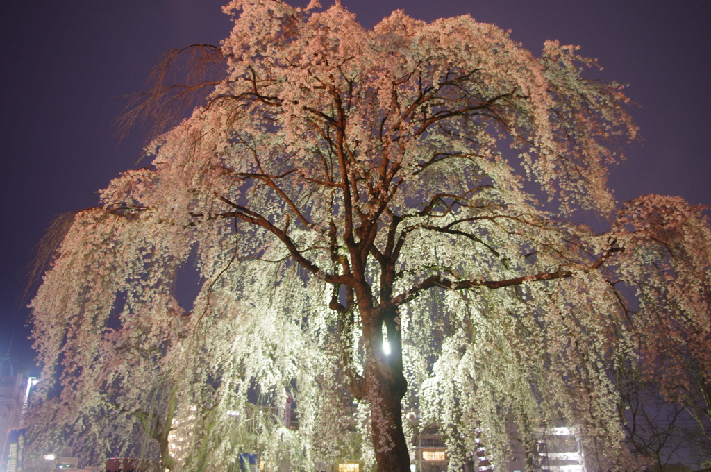 盛岡城跡公園枝垂桜２