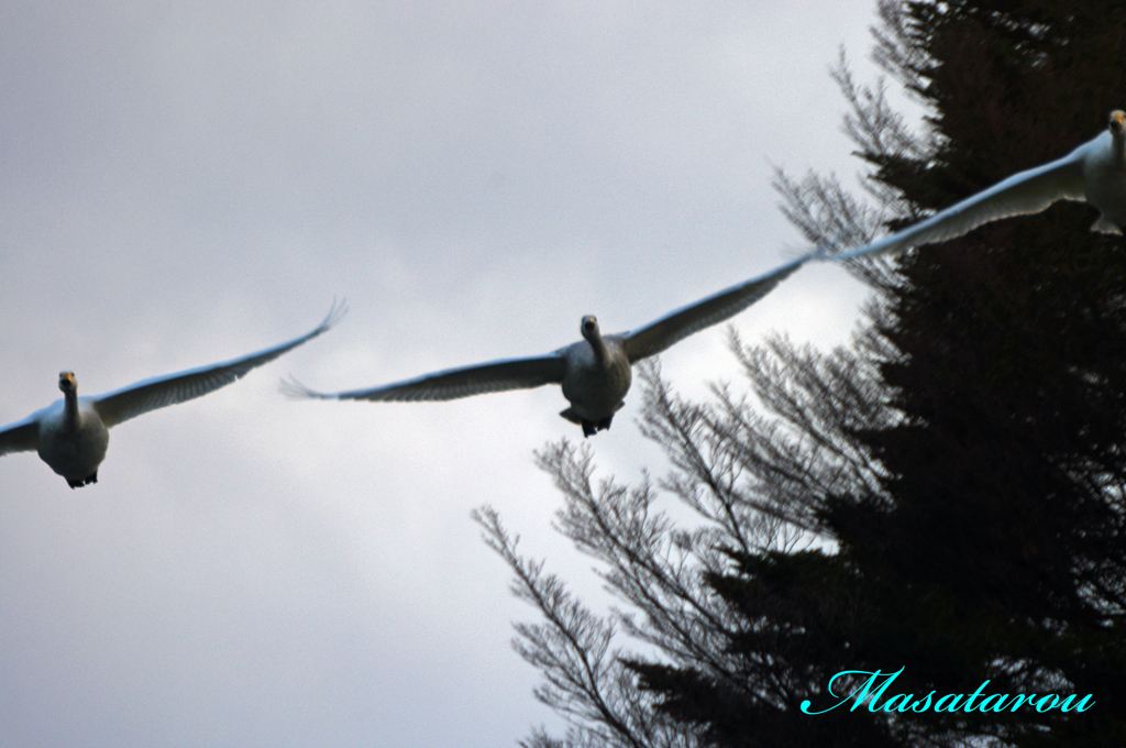 並行飛行の白鳥