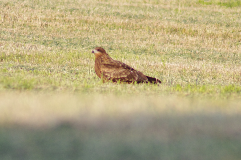 鳶の休憩