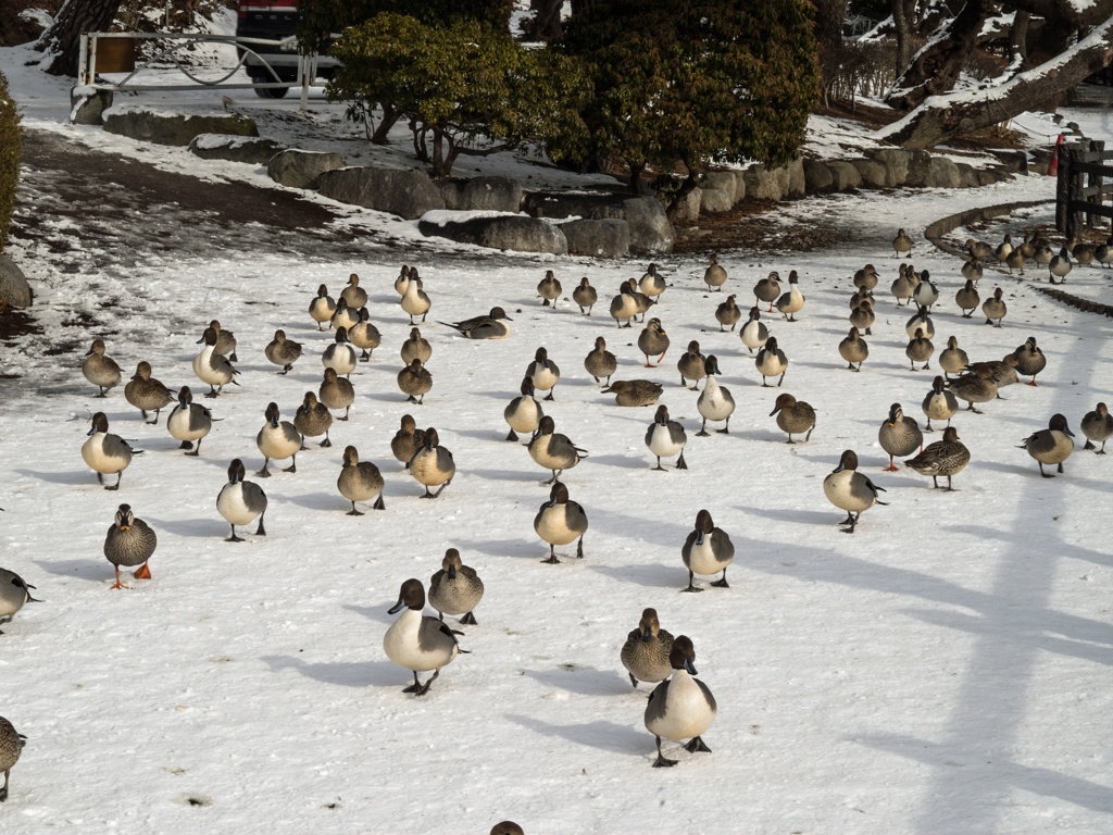 カモの行進