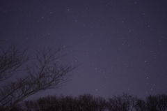 林からの星空