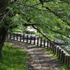 散歩道