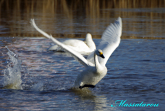 白鳥の飛び立ち