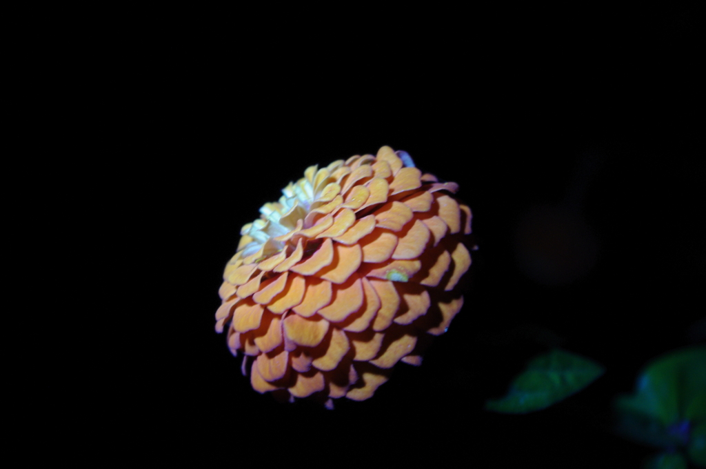 IMGP3576