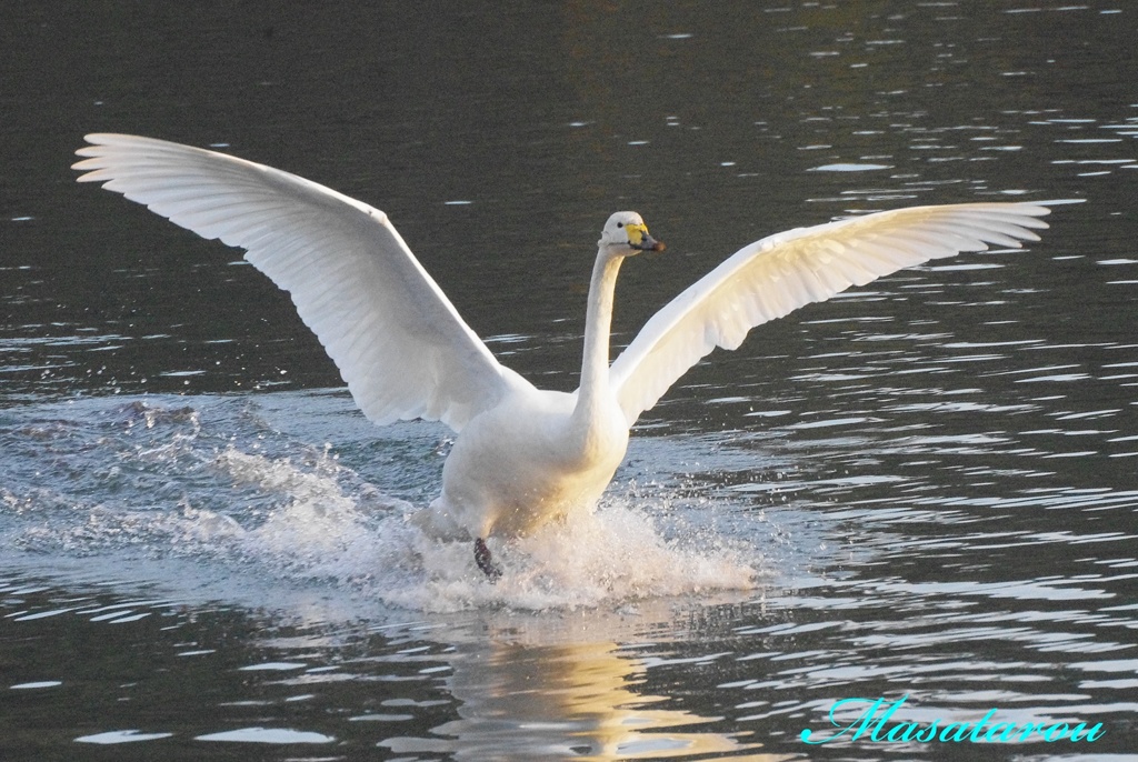 白鳥の飛来！